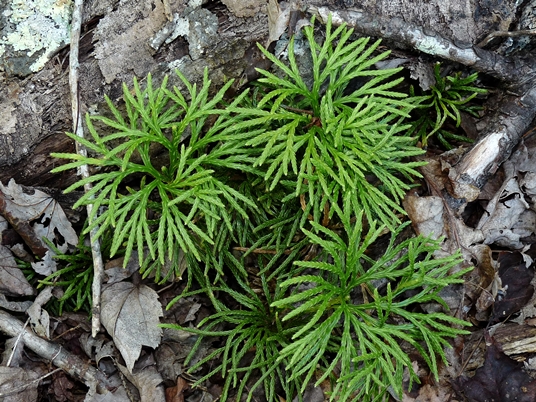 {Diphasiastrum digitatum}